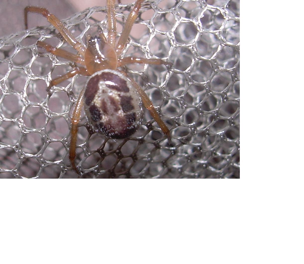 Steatoda nobilis